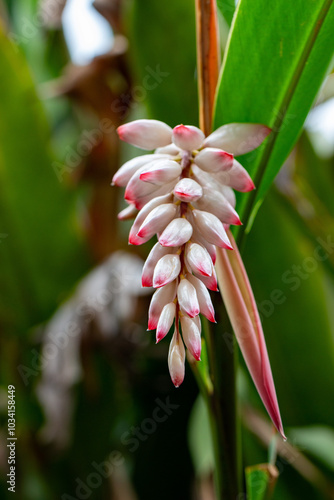 Flor da colônia (Alpinia speciosa ou Alpinia Zerumbet). No Brasil é encontrada em várias regiões, com os nomes populares Azucena-de-porcelana, gengibre-concha, alpínia e flor de cera.