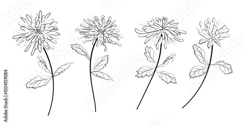 Set of hand drawn chrysanthemum flowers. Vector illustration.