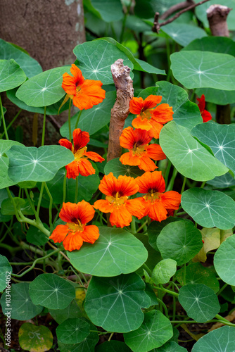 Capuchinha, cinco-chagas, bico-de-papagaio, capuchinho, mastruço-do-peru, flor-de-chagas, nastúrcio, agrião-do-méxico, chaguinha, agrião-da-índia ou mastruço. photo