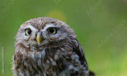 nocturnal bird of prey called an owl with almost squinting eyes that scans its territory carefully with its yellow beak and the blurred green background