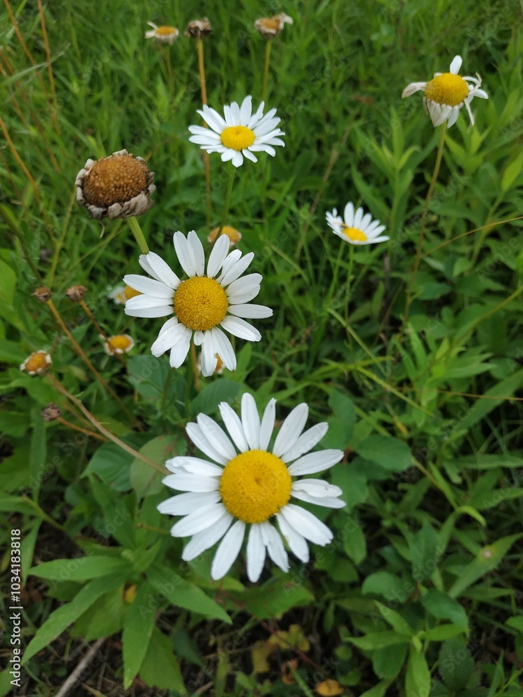 daisies in the garden
