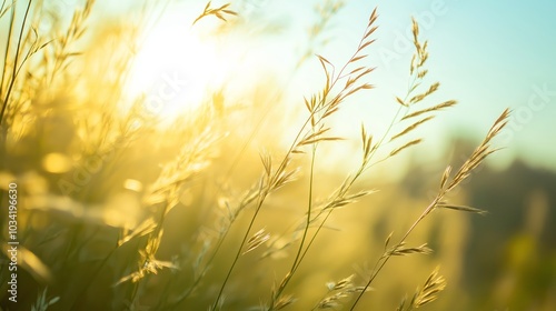 Golden sunlight grass during sunset