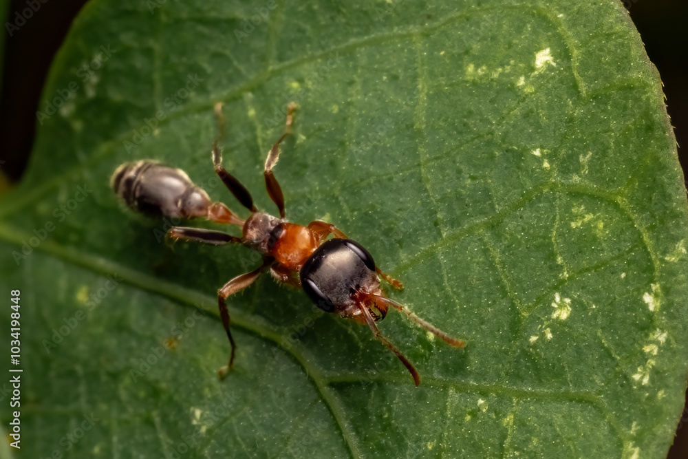 ant on a leaf ant on a leaf