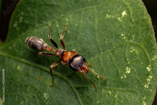 ant on a leaf