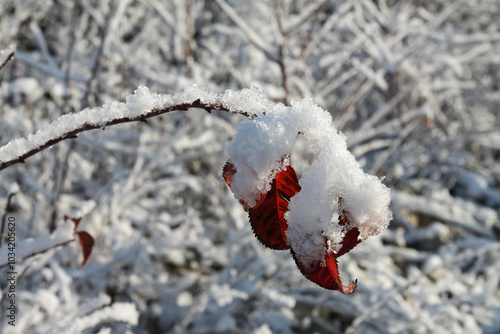 a twig of a tree in fluffy snow