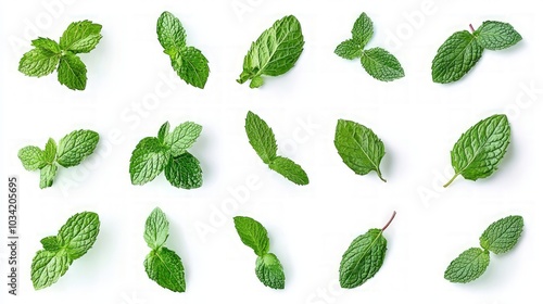 Fresh Mint Leaves Arrangement, vibrant green mint leaves elegantly arranged, showcasing their luscious texture and aromatic appeal, perfect for culinary and herbal themes.