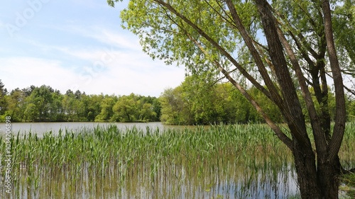 Fotografie a lake overgrown with reeds and sedge, symbolizing environmental problems, a vie