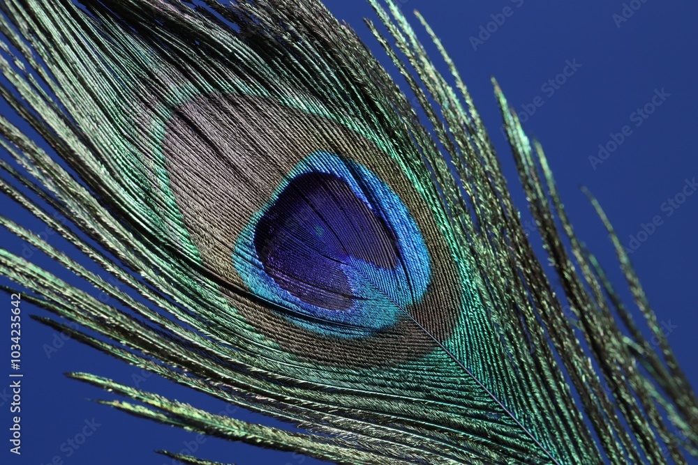 Fototapeta premium One beautiful peacock feather on blue background, closeup