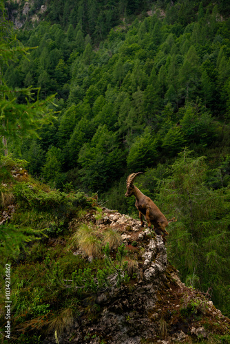 Foto di stambecco che scala una parete rocciosa