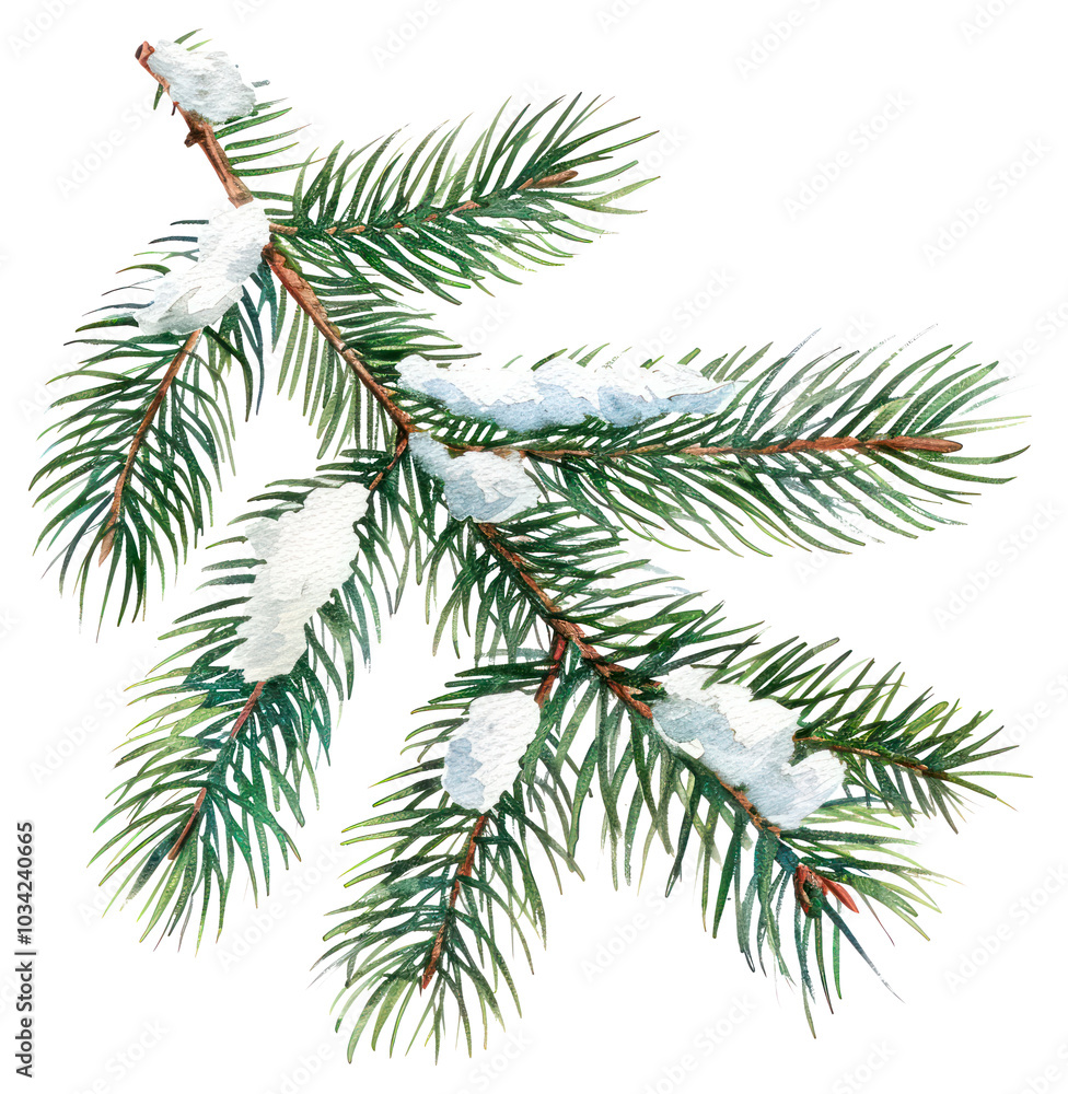 PNG Snow-covered pine tree branch PNG Snow-covered pine tree branch