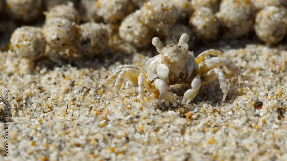A sand crab on the beach makes sand balls