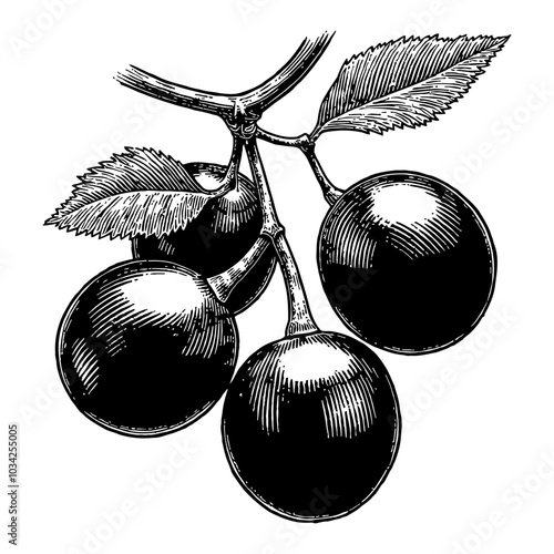Blackcurrant Fruit with Detailed Leaves in Black and White Outline Line Art Drawing