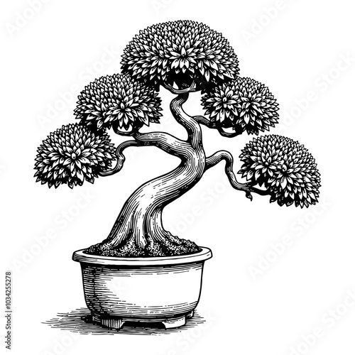 Bonsai Tree in Decorative Pot Black and White Outline Line Art Drawing with Fine Details