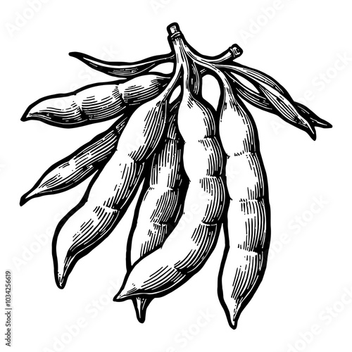 Edamame Pods in Detailed Black and White Outline Line Art Drawing with Vintage Style