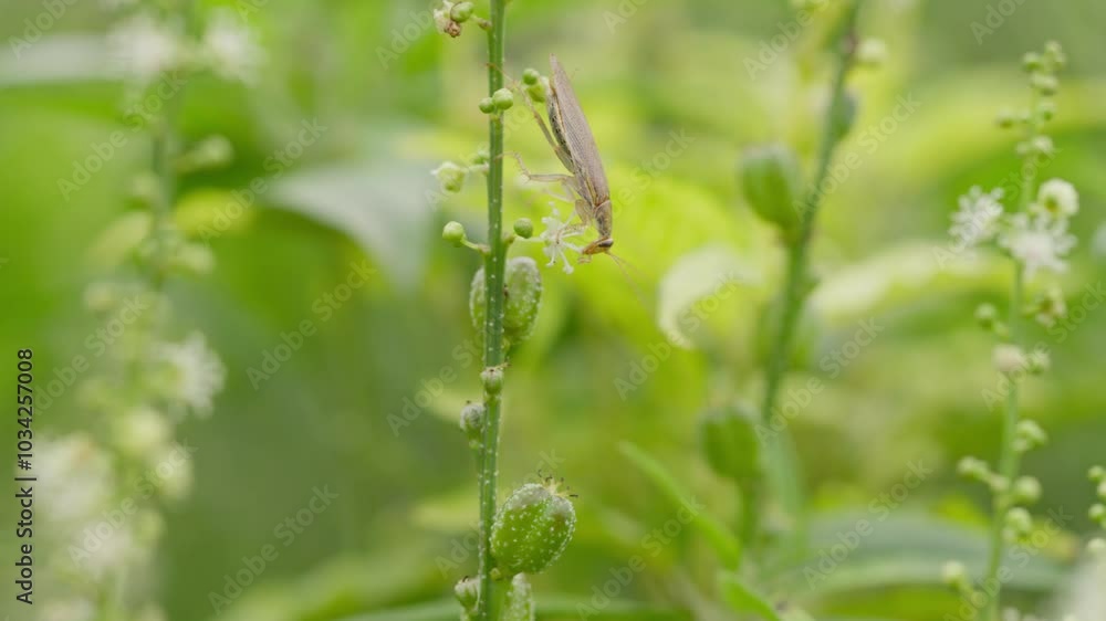 Closeup of a Bush Cockroach feeding on a Sesamum plant against blur bright background Closeup of a Bush Cockroach feeding on a Sesamum plant against blur bright background