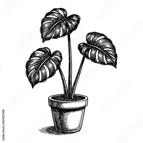 Monstera Plant in Pot Black and White Outline Line Art Drawing with Detailed Leaves