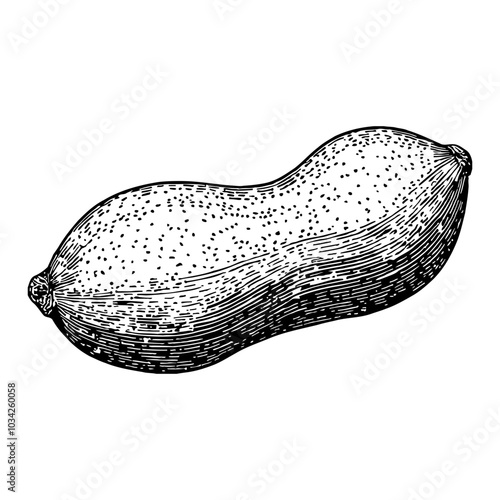 Peanut in Detailed Vintage Black and White Outline Line Art Drawing Isolated on White Background