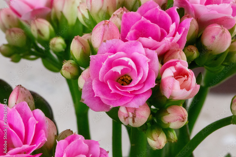 Kalanchoe ou flor-da-fortuna de diversas cores. Flores. Primavera
Kalanchoe ou flor-da-fortuna de diversas cores. Flores. Primavera