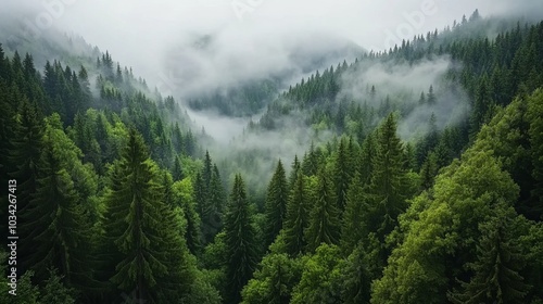 Misty mountain forest with lush green trees.