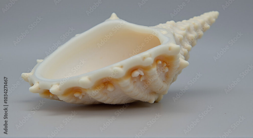 seashell on a white background seashell on a white background