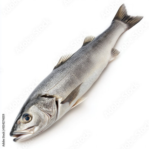 Sea Bass Isolated