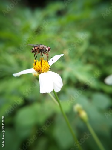 Detailed Macro Photography of a Fly Resting on a Wildflower, Showcasing the Intricate Details of Nature’s Smallest Pollinators