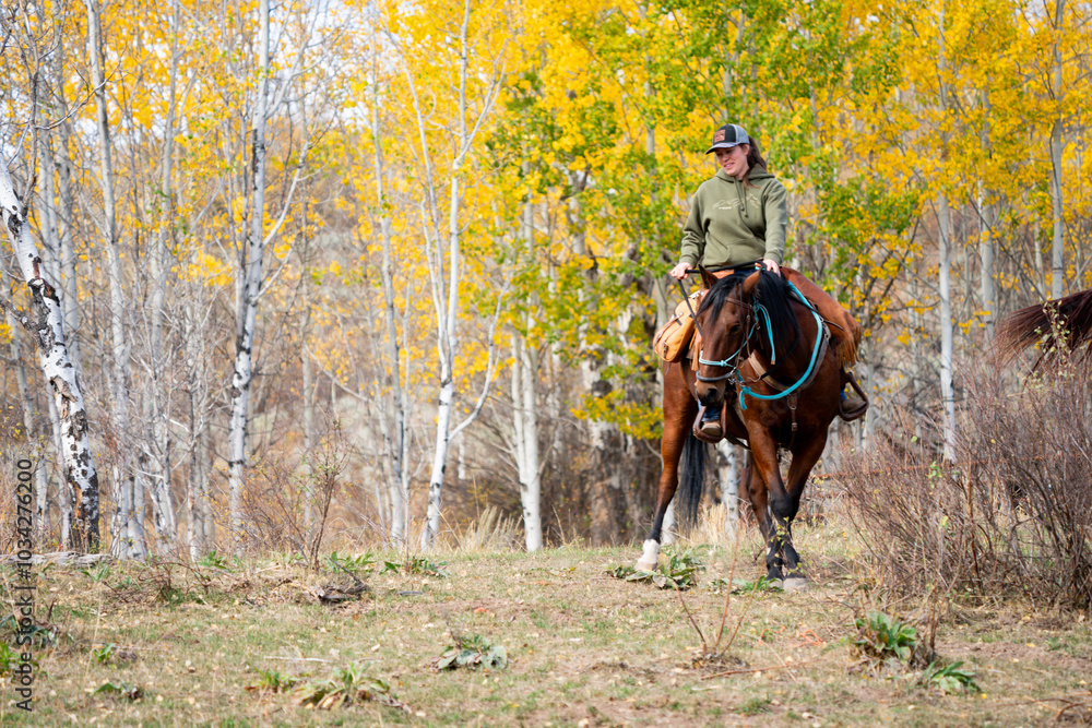 woman riding bay quarter horse through aspen trees in mountain forest woman riding bay quarter horse through aspen trees in mountain forest