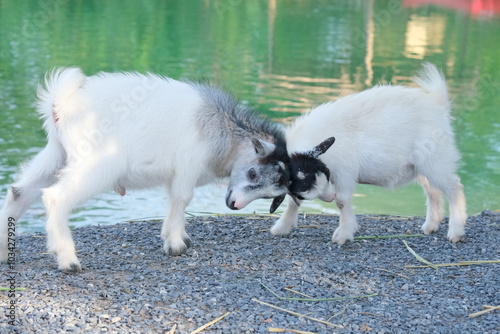 Two goats fighting