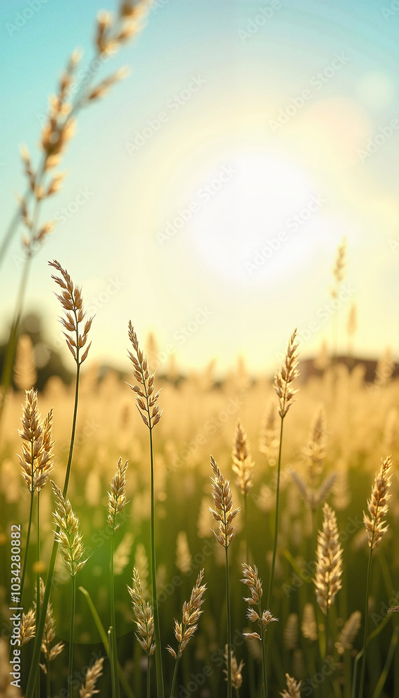 Golden grass field under bright sunlight with a tranquil mood, swaying in the breeze
Golden grass field under bright sunlight with a tranquil mood, swaying in the breeze