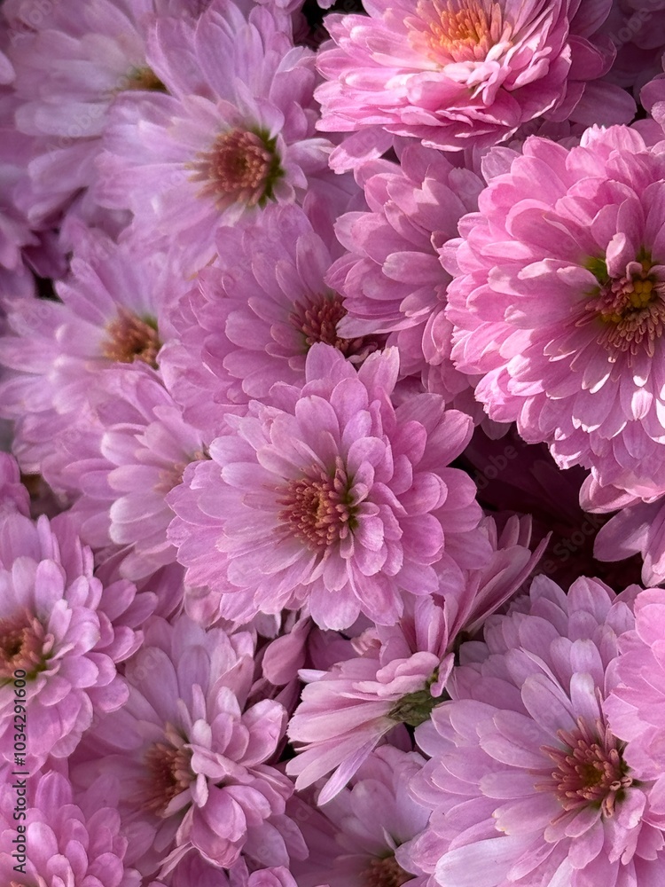 Schöne Herbstblumen