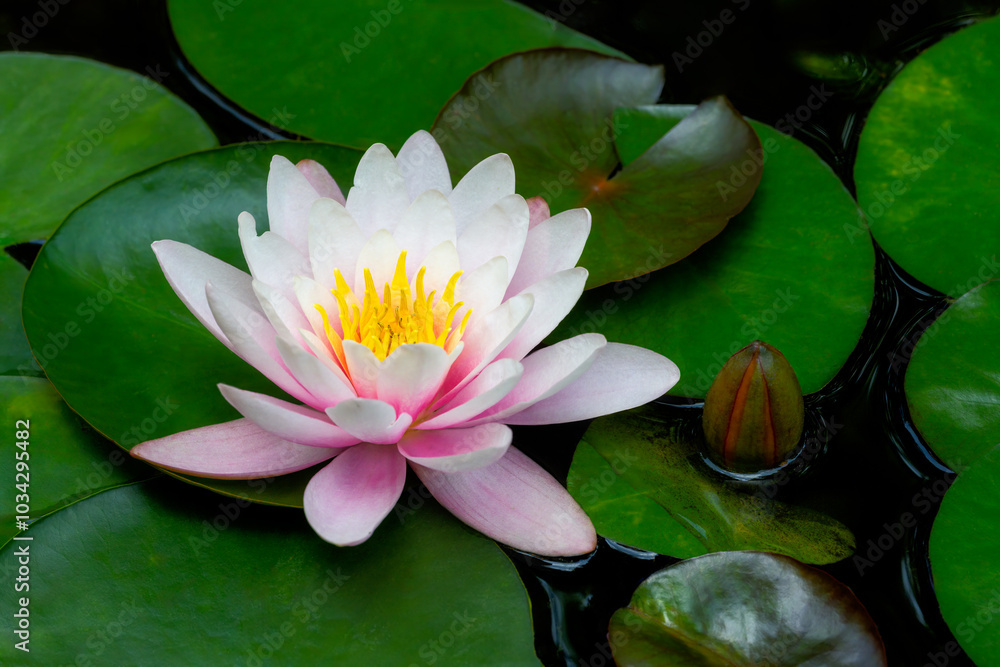 Pink water lilly blossom in a pond Pink water lilly blossom in a pond