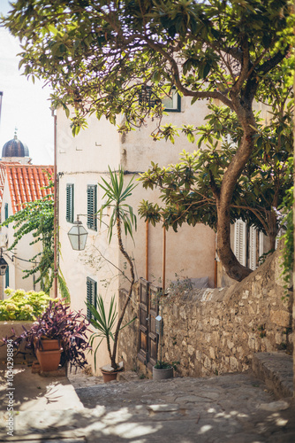 flower pots and tree in shaded street in Old Town of Dubrovnik, Croatia