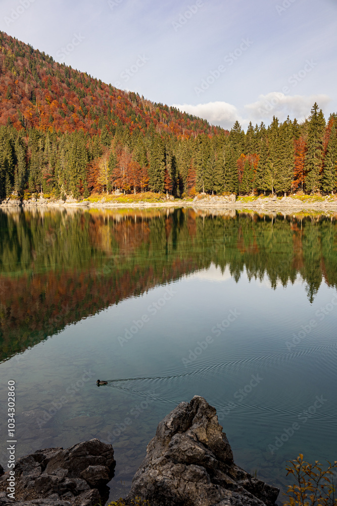 Foliage in the woods of Julian Alps