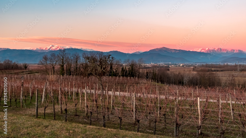 Winter sunset in the vineyards of Collio Friulano