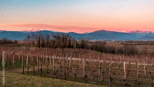 Obraz na płótnie Winter sunset in the vineyards of Collio Friulano w salonie