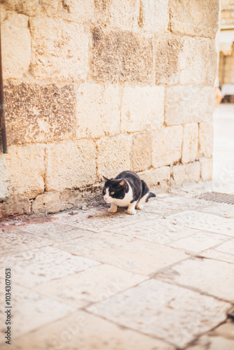 black and white cat sitting in street, white stone wall in background, Dubrovnik, Croatia