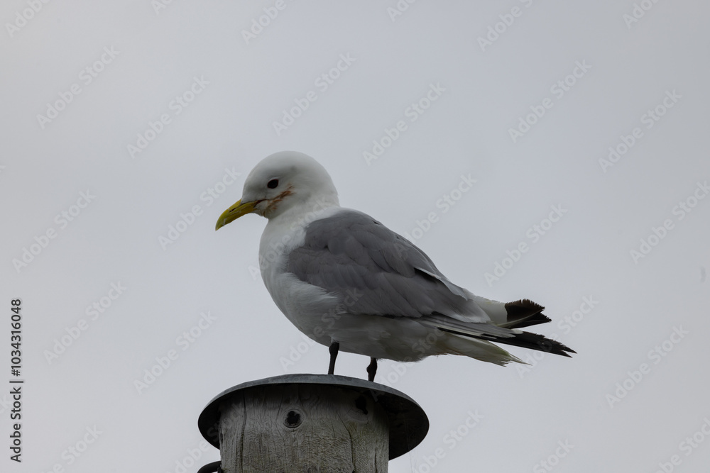 Obraz premium Seagull bird or seabird standing feet on sea beach. Close up view of white gray bird seagull in sea rock. Wild seagull portrait on natural blue sky background. Sea gull bird animal closeup isolated