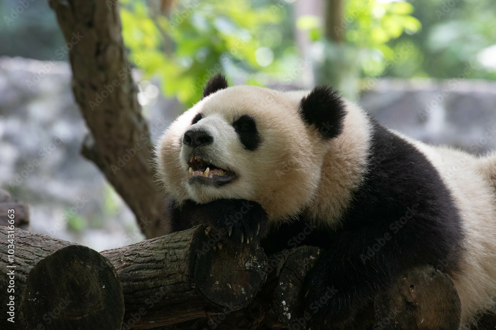 Fototapeta premium Close up Female Panda, Qing Bao, Panda Paradise, CHINA