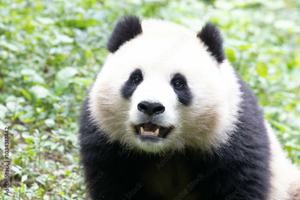 Close up Female Panda, Qing Bao, Panda Paradise, CHINA Close up Female Panda, Qing Bao, Panda Paradise, CHINA