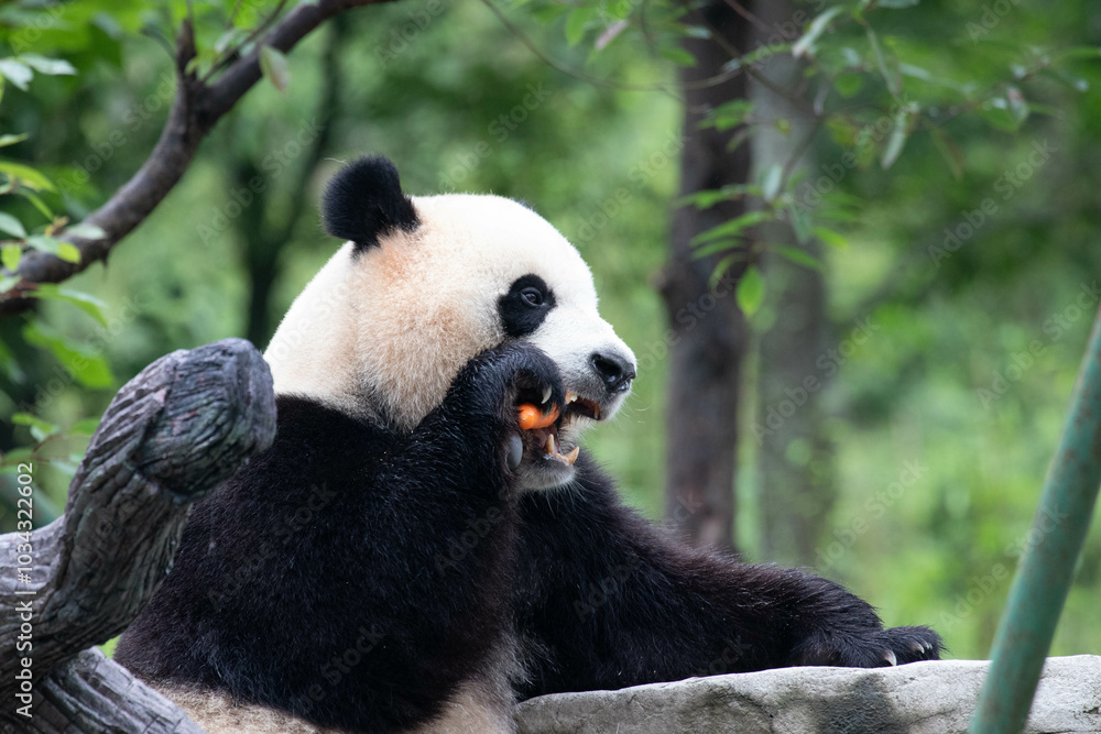 Male Panda Returned from USA, Xiao Qi Ji, Wolong Panda Base, China Male Panda Returned from USA, Xiao Qi Ji, Wolong Panda Base, China