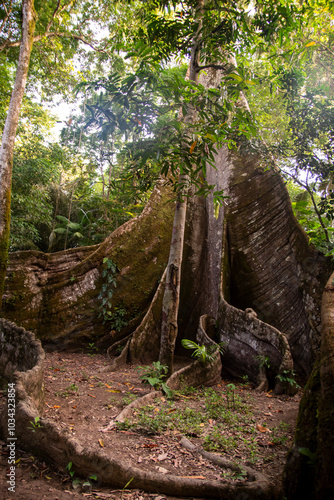 Samaúma, ou Sumaúma, a grande árvore da Floresta Amazônica, conhecida no local como 