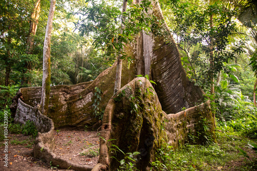 Samaúma, ou Sumaúma, a grande árvore da Floresta Amazônica, conhecida no local como 