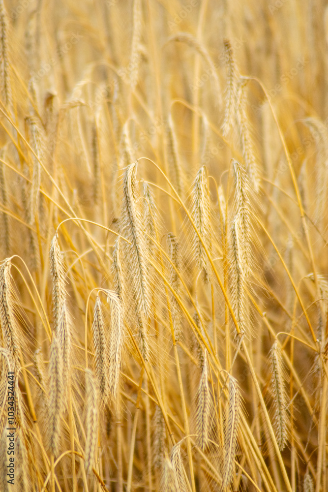Wheat field in summer waiting the harvest. Ecology and climate change concept Wheat field in summer waiting the harvest. Ecology and climate change concept