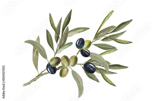 Watercolor illustration of olive branch with olives, with ripe and green olives.