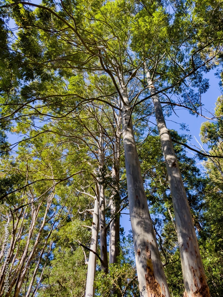 Fototapeta premium Tall eucalyptus trees with green foliage and clear blue sky in a forest setting