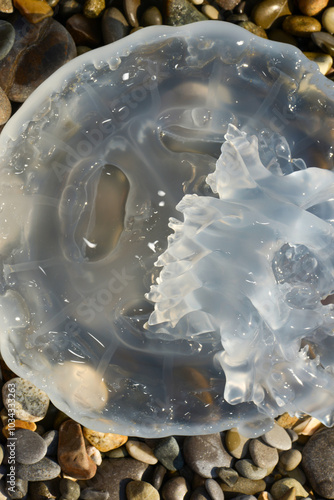 Large jellyfish on the seashore. Transparent jellyfish on rocks. photo