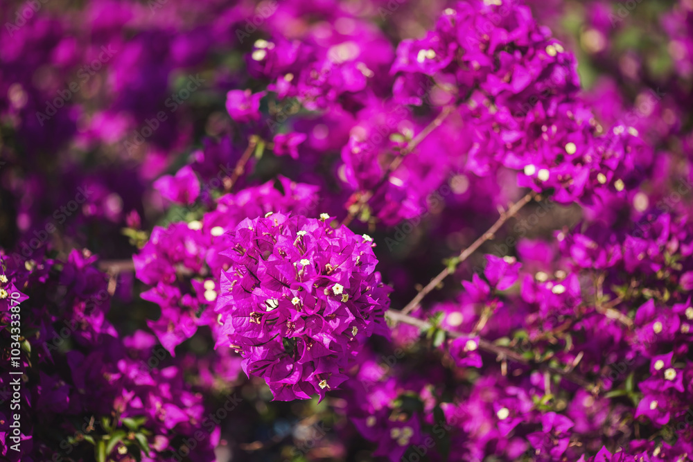 bougainvillea flowers close up. Magenta bougainvillea flowers. Lots of purple Bougainvillea flowers on the street. bougainvillea flowers close up. Magenta bougainvillea flowers. Lots of purple Bougainvillea flowers on the street.