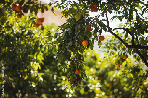 mandarin fruits on a tree. orange tree branches with ripe juicy fruits. natural fruit background outdoors. Beautiful Mediterranean plant. photo