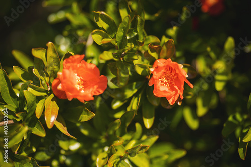 Pomegranate flowers in full bloom. Red flowers of Pomegranate (Punica granatum).  photo