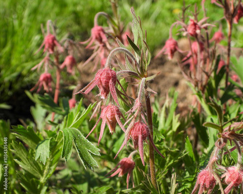Geum triflorum (Prairie Smoke) Native North American Prairie Grassland Wildflower